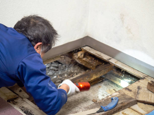 Best Crawl Space Mold Removal  in Eutaw, AL